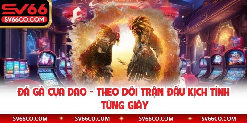 Đá gà cựa dao
